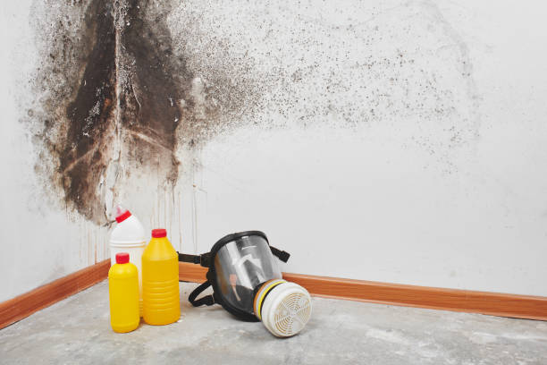 Best Black Mold Removal  in Toona, AL