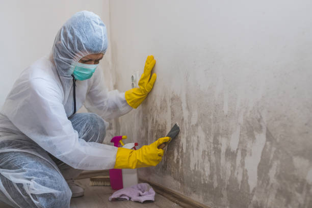 Best Mold Damage Repair  in Toona, AL