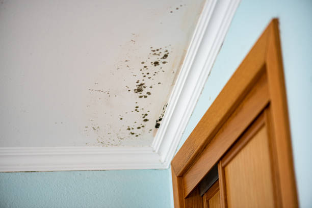 Best Attic Mold Removal  in Toona, AL