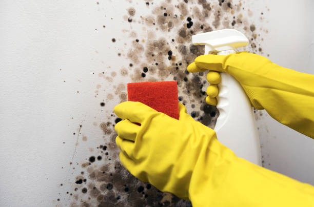 Best Attic Mold Removal  in Toona, AL