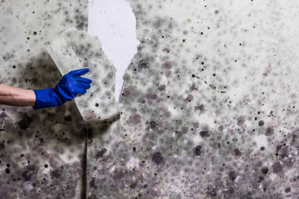 Best Mold Cleaning Services  in Toona, AL